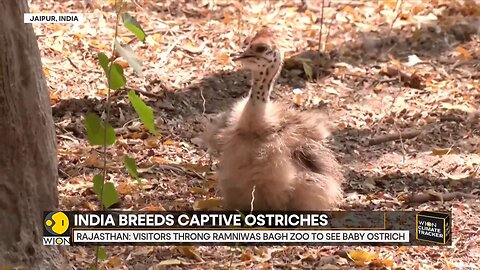 India: First Successful Ostrich Breeding In Ramniwas Bagh Zoo, Rajasthan