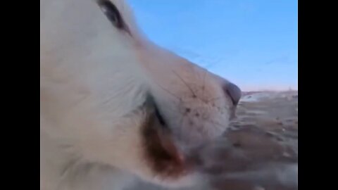 Greenland dogs against American occupiers