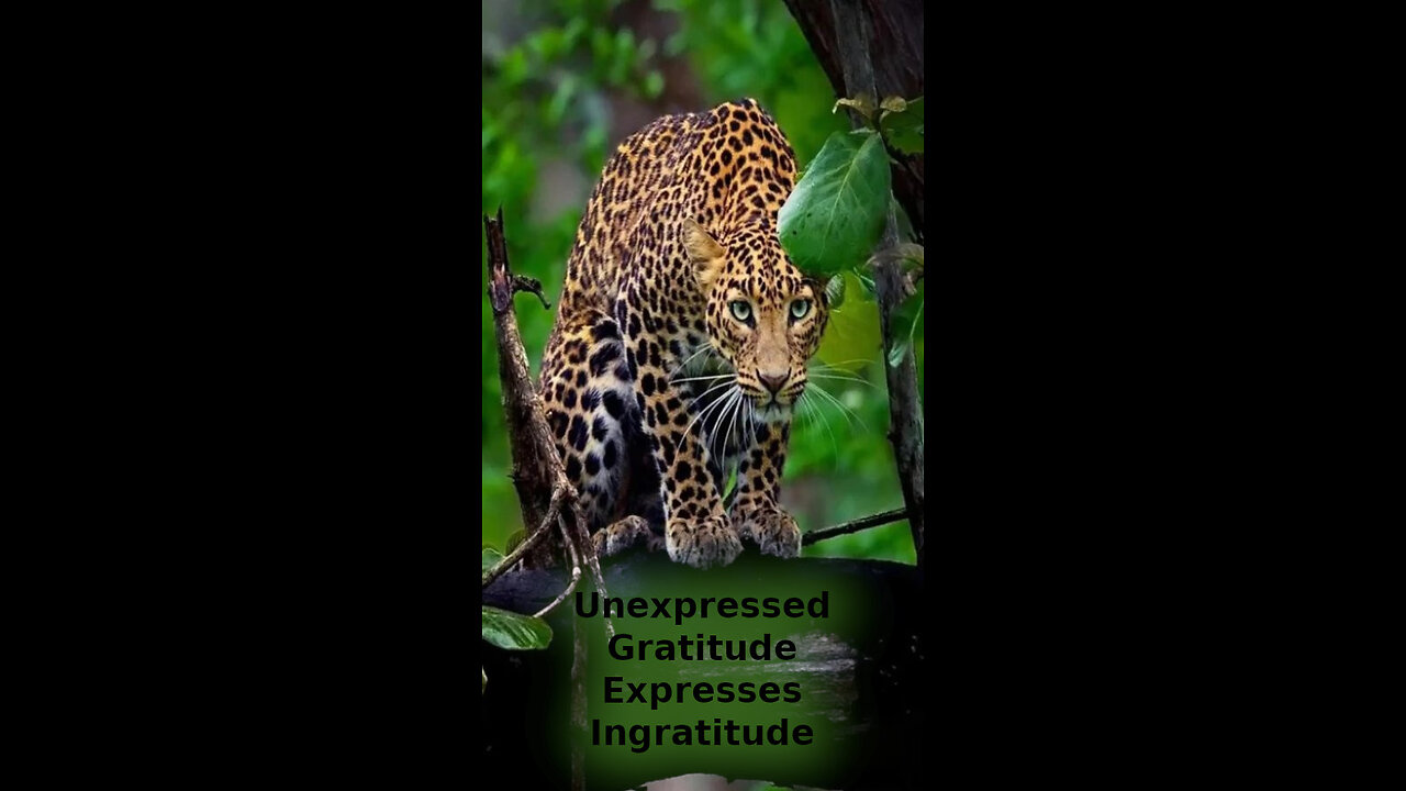 Sandra 💥 526 ~ Unexpressed Gratitude Expresses Ingratitude