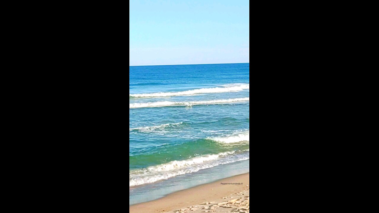 Ocean 🌊🪸 gives Seagull a push