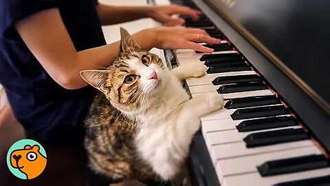 Cat Waits For Couple to Play the Piano Every Day | Cuddle Buddies