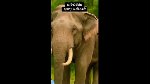 sri lankan wild elephant ,,,,,kawanthisha