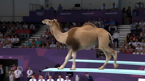 Which Animal Wins the Gold Medal? | Animal Olympics