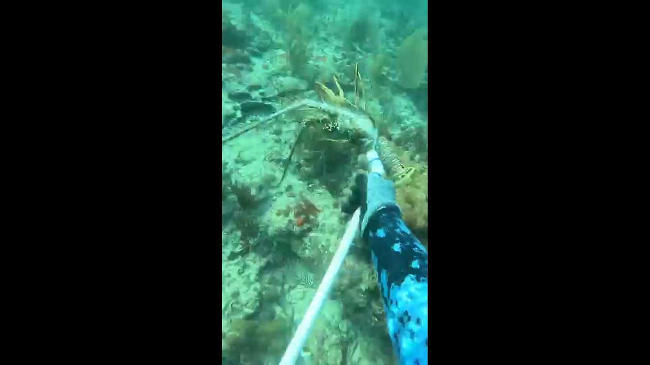 Giant Lobster