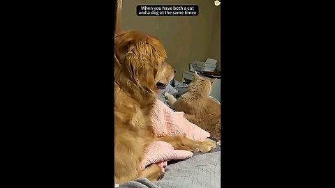 Try Not To Laugh - BEST Funny Animal Video#5