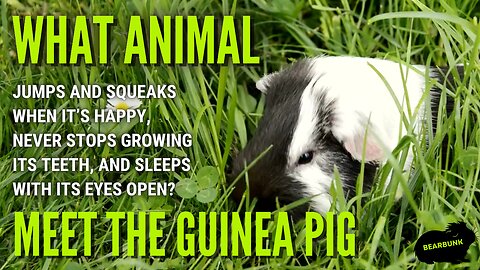 What Animal Jumps and Squeaks When It’s Happy? Meet the Guinea Pig! #animalfacts #animallovers