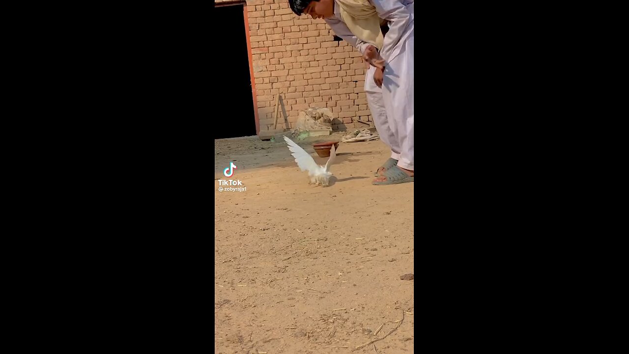 kabootar