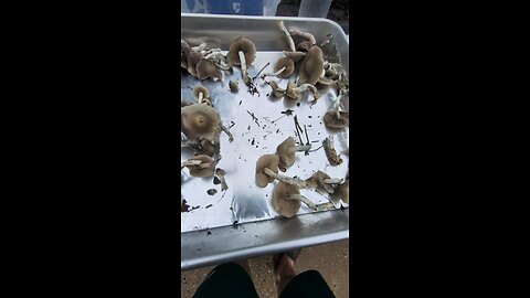 stem butts from xgriseo