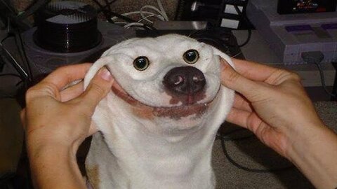 Funny Animal Videos Part ∞