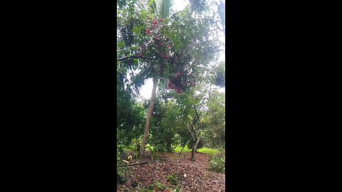 Traditional Rambutan Harvesting – Real Village Life in Sri Lanka 🍒