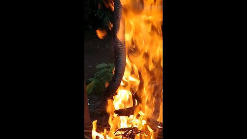 The big 😎 snake 😱 is rosting