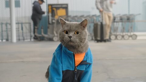 Cat and Dog Road Trip#shorts#shorts