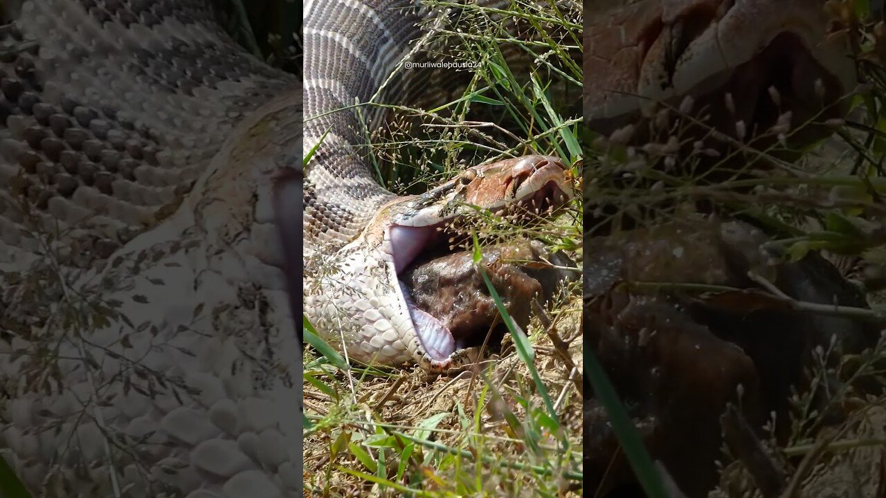 "An astonishing act caught on camera — this man surrounded by venomous snakes in a well! 😱"