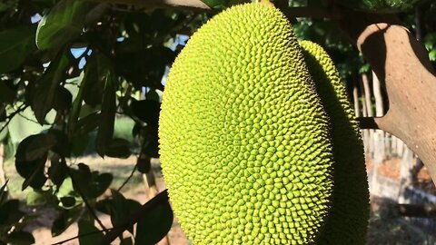 Green Jackfruit Green jackfruit cooks up like pulled meat