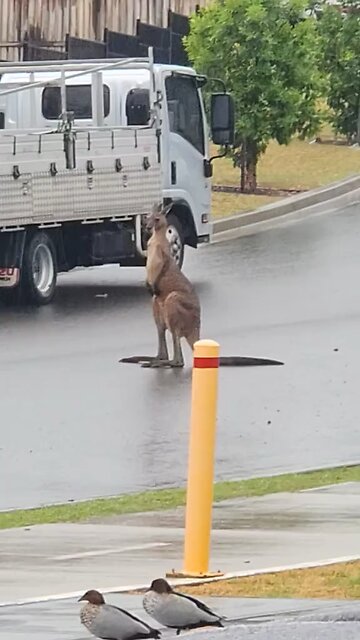 Australian kangaroo 🦘