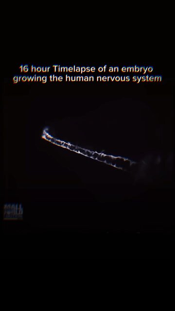 🌌 YOUR NERVOUS SYSTEM IS A PORTAL TO INFINITE INTELLIGENCE 👁️