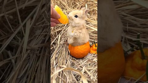 Little rabbit sits in orange peel and eats oranges. Cute pet debut plan. Rabbit pastoral cute pe