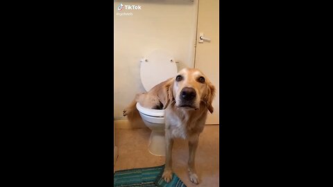 Dogs peeing and farting