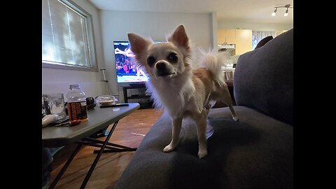 g4y little dog