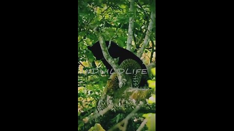 🎉Happy birthday everyone!🌞It's To LAUGH When Watching This Video Of The FUNNIEST ANIMALS On Earth