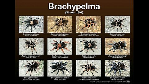 TARANTULA WATCH