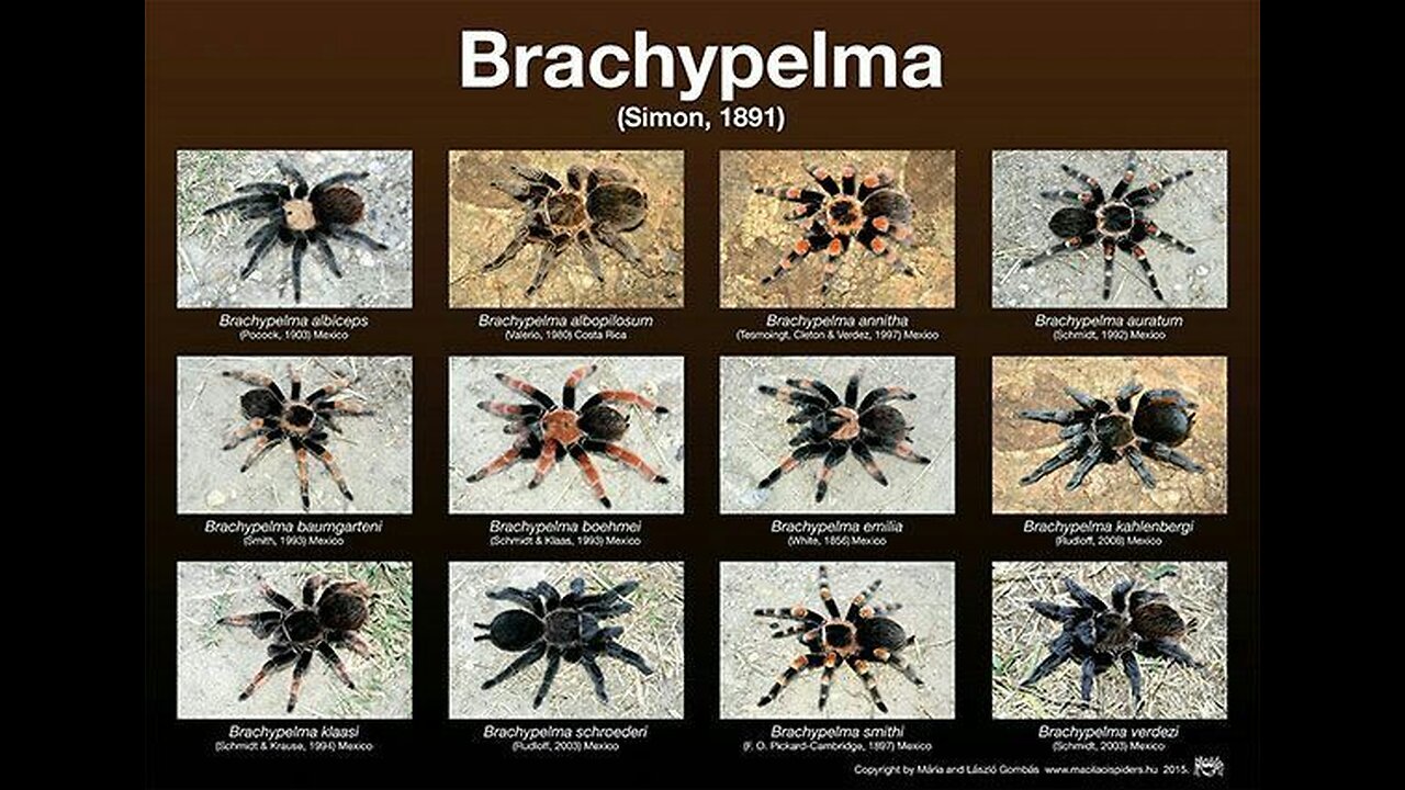 TARANTULA WATCH