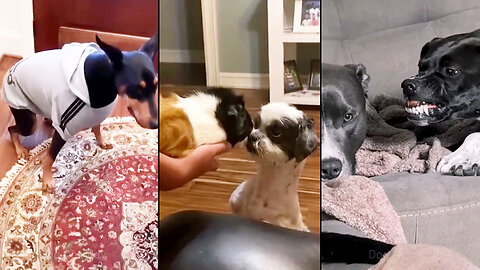 These dogs deserve to be called "True