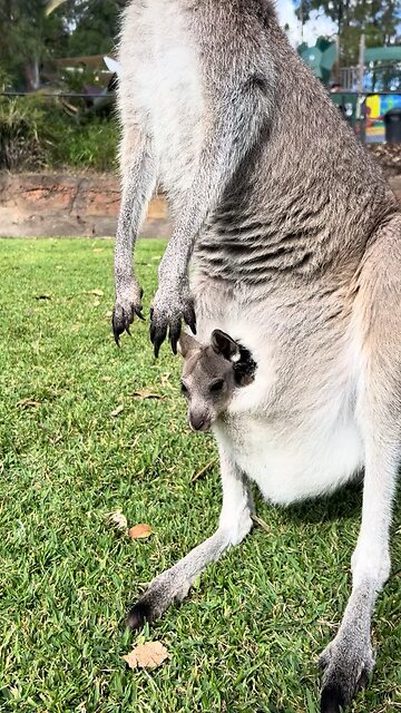Australian kangaroos