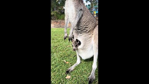 Australian kangaroos
