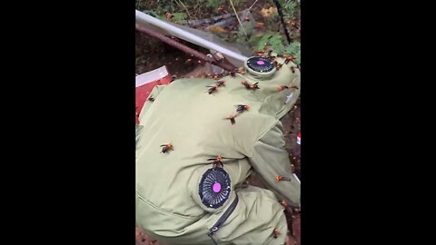 Murder hornet suit