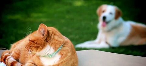 A pet is not a child’s birthday present