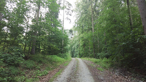 Humming Everywhere | Forest Nature Sounds