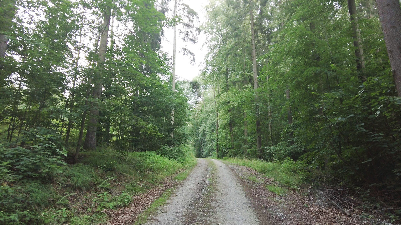 Humming Everywhere | Forest Nature Sounds