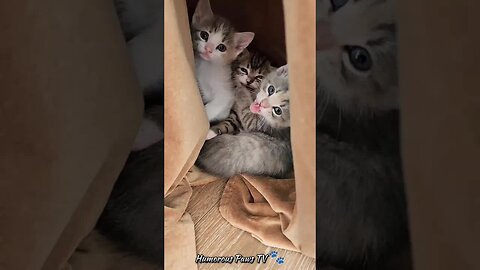 Pawsitively Hilarious! 🐾😄