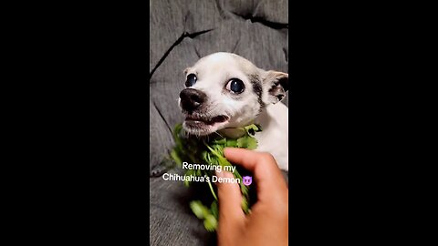 Exorcising the chihuahua demon😂 short temper gone wild