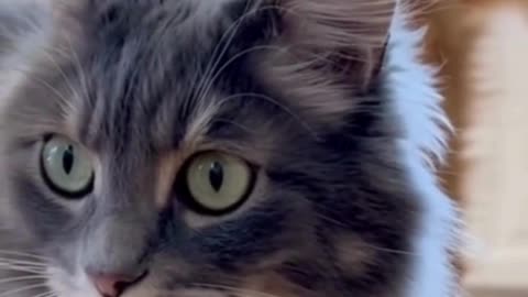 🐱🐶 Cat vs Dog 😂 | Funny Pet Fight Turns Adorable | Cute Animal Video 2025