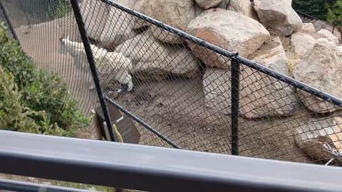Cheyenne Mountain Zoo Part 9