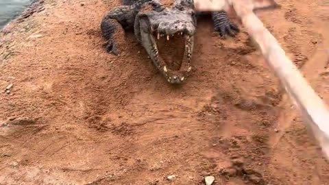 The crocodile goes into the water to cool off in the hot weather.