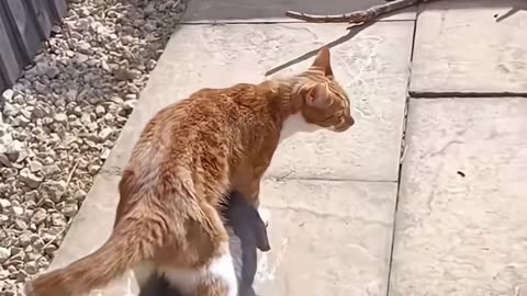 😂🐾 You Won't Believe These Adorable Cat Friends! | FunFM