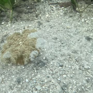 Snorkeling Through Serenity