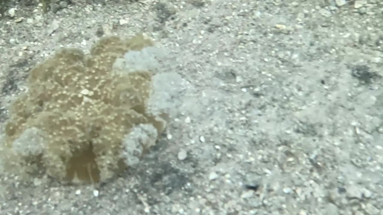 Snorkeling Through Serenity