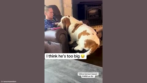 When Big Dogs Become the Little BABY! 😂Funny Dog and Human