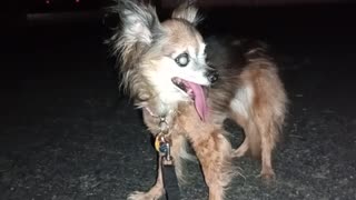 Villanova Kiko ChaCha Paco on evening doggie walk. Villanova's putting weight back paw20250828158