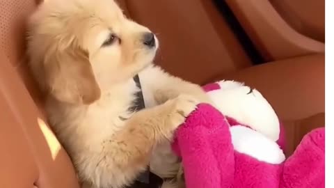 Happy Labrador Retriever Playing Like a Big Kid — Cute & Joyful Dog Moment!”