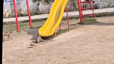 these monkeys found a park slide and started playing like kids 🐒😂