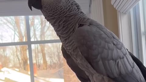 Parrot Tries to Order Vodka & Pistachios on Alexa! 😂🦜🍸🥜