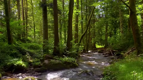 Healing Frequency Spring Therapy🌳 Ethereal Meditative River Ambient 🌳Positive Morning Vibrations
