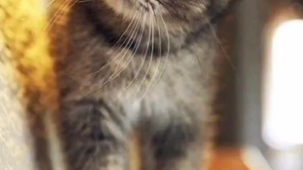 πΎπ Funny Cats & Dogs Reactions | Heart-Melting Moments!