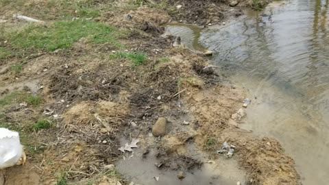 That time Lemongrab and Tooey ignored The Ginger getting swallowed by the pond. #SparklegleamFarm