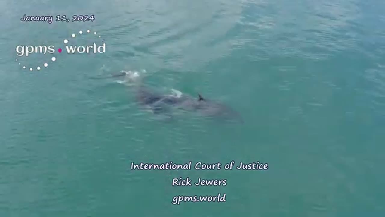 International Cout of Justice